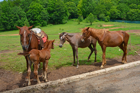 A small group of horses and foals in a rural setting on Mount Dajti in the Skanderbeg Mountains near Tirana, Albania. They are saddled up ready for riding by visitors to Dajti National Park. Surrounded by lush greenery with woodland in the backgroundの写真素材