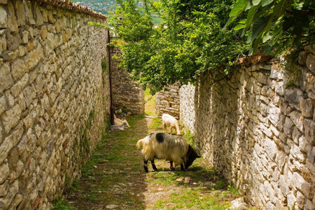 Goats wandering the historic residential quarter within the fortified Berat Castle, southern Albania. A blend of Byzantine, Ottoman and medieval Albanian architectural influences, it is located on Kalaja Hill overlooking Berat and the Osum River.の写真素材