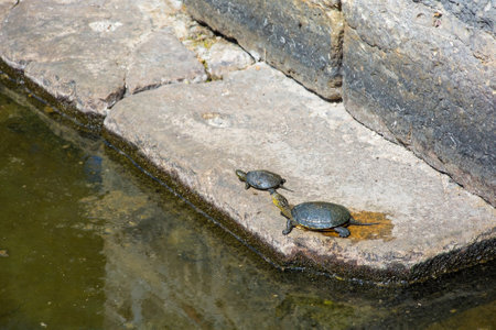 European Pond Turtles, Emys Orbicularis, in Butrint Archaeological Park, within Butrint National Park, southern Albania. A UNESCO World Heritage Site. Sitting on a stone in a pond in front of the Sanctuary of Asclepiusの写真素材