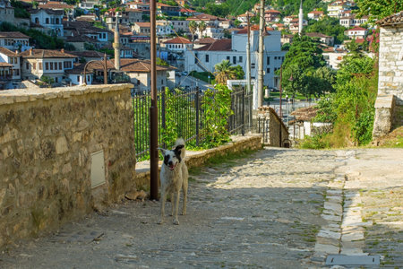 A homeless stray dog wanders the roads in the historic Gorica quarter of Berat in Albania. Berat is UNESCO listed and is known as City of a Thousand Windows. It is famous for its traditional Ottoman architectureの写真素材