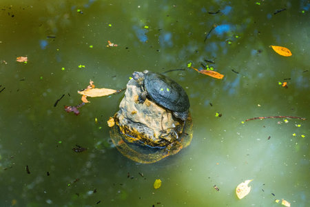 A European Pond Turtle, Emys Orbicularis, in Butrint Archaeological Park, within Butrint National Park, southern Albania. A UNESCO World Heritage Site. Sitting on a stone in a pond in front of the Sanctuary of Asclepiusの写真素材