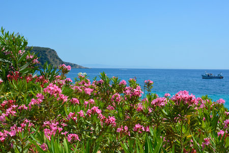 A pink Oleander shrub overlooks Himare Bay on the coast of southern Albania, part of the Albanian Riviera. Located in Vlore County, it lies between the Ceraunian Mountains and the Ionian Sea and is a major tourism centre. Also called Rosebay, this shrub is ubiquitous in the regionの写真素材