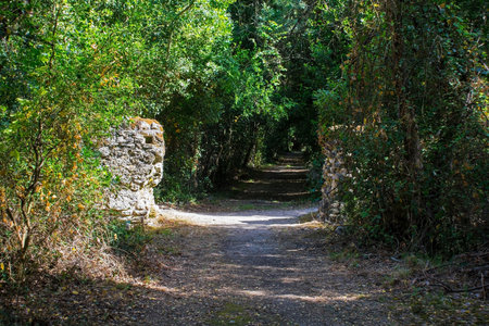 A tree-lined path in Butrint Archaeological Park, within Butrint National Park, southern Albania. A UNESCO World Heritage Site. Located near the Venetian Tower, the stone walls and archways belonged to secondary gates or entrancesの写真素材