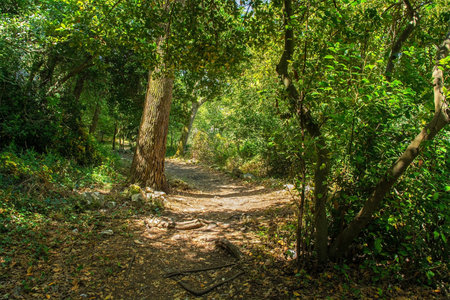 A tree-lined path in Butrint Archaeological Park, within Butrint National Park, southern Albania. A UNESCO World Heritage Site. Located near the Colombariumの写真素材