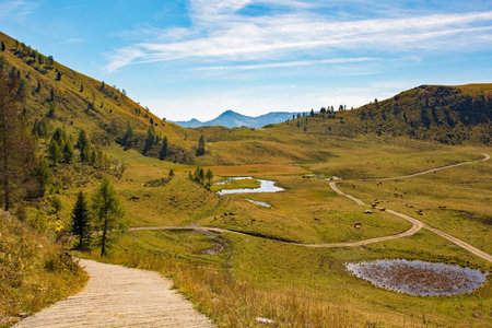 Laghi di Festons alpine meadow on Sella Festons near Sauris di Sopra, Udine Province, Friuli-Venezia Giulia, north east Italy. Used as a summer pasture for dairy cowsの写真素材