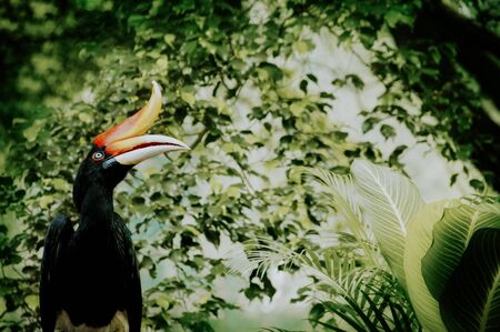 a type of bird that has a beak shaped horn but without a circle. Usually the beak is brightly colored. The scientific name "Buckaroos" refers to the shape of the beak, and means "cow horn" in Greek.の写真素材