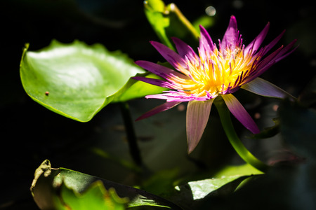 Flower on water in clay pot at home.の写真素材