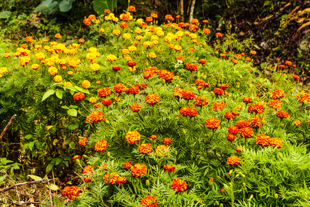 Flower garden in the park .の写真素材
