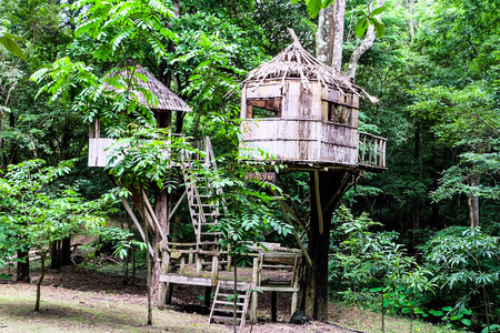 Two small home on the tree in park.