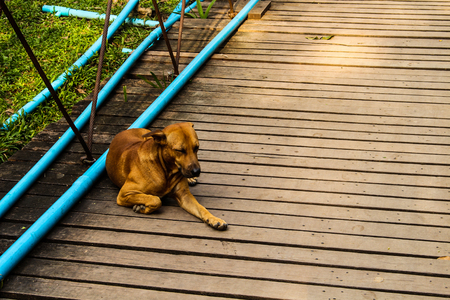 Dog lying on bridge in the national park.の写真素材