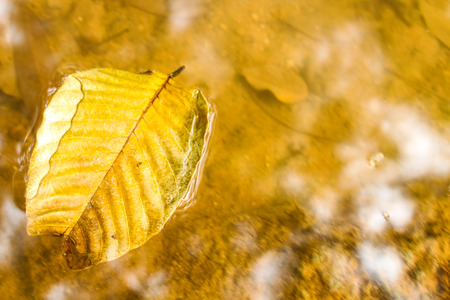 Leaves on water in the garden.の写真素材