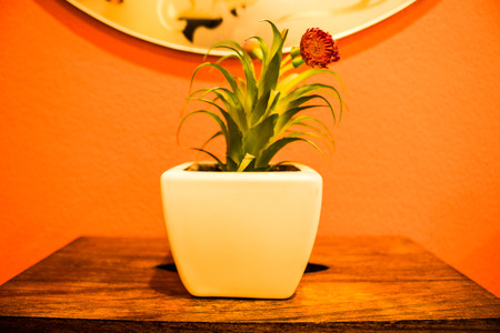 Small flowerpot on the table wall background.の写真素材