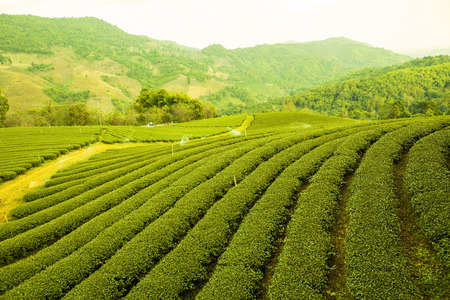 Tea Farm