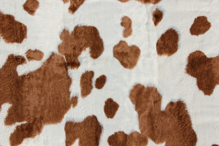 Brown and white cow skinの写真素材