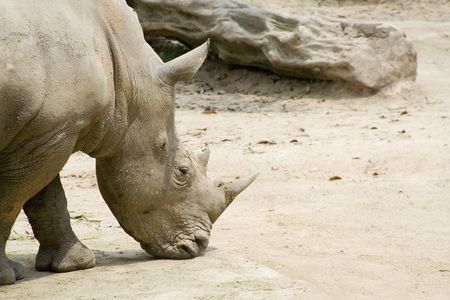 A white rhinocerosの写真素材