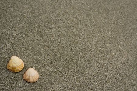 Two seashells on a grey sandy beachの写真素材