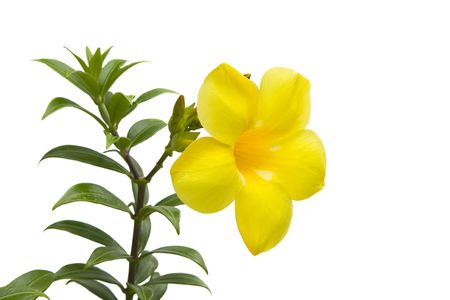 Large yellow flower with leaves isolated on white backgroundの写真素材