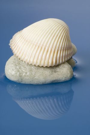 Sea shell and a dead coral on water background