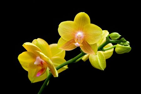 Stem of yellow orchids isolated on black backgroundの写真素材
