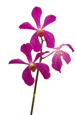 Stem of pink orchids isolated on white backgroundの写真素材