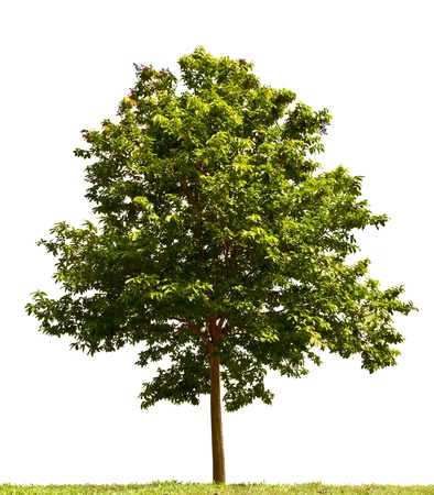 Small tree isolated on white background
の写真素材