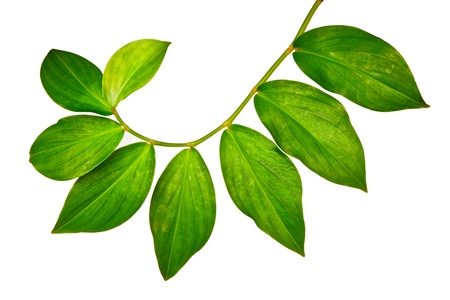 Branch of green leaves isolated on white backgroundの写真素材
