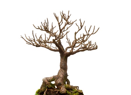Leafless bonsai plant isolated on white backgroundの写真素材