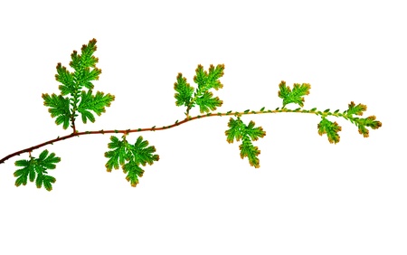 Branch of young green leaves isolated on white backgroundの写真素材