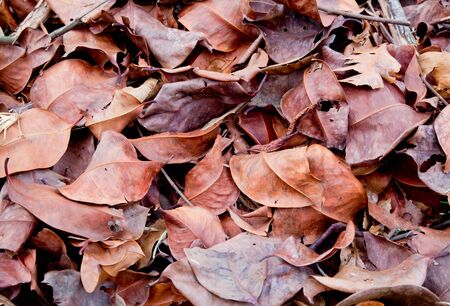 Closeup of a pile of dried leaves
の写真素材