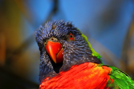 Rainbow Lorikeet Close-Upの写真素材