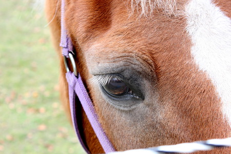  Close up of an eye of a horse の写真素材