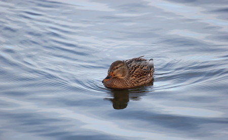   Female mallard duck swimming in water  の写真素材