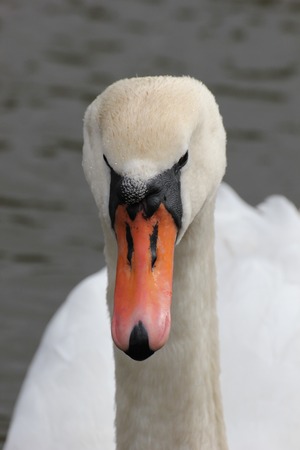   Close-up a white swan on water  の写真素材