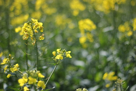   Rapeseed close up の写真素材