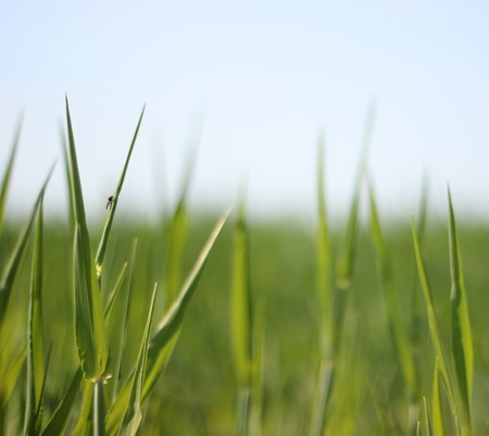   Flat grass field and horizon の写真素材