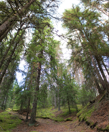   Upward view in a forest in Värmland, Sweden. の写真素材