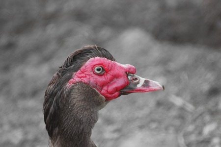   Close up of the red head of a domesticated Muscovy Duck (Cairina moschata).の写真素材