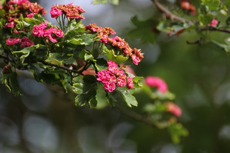  "Rotdorn" with red blossoms.の写真素材