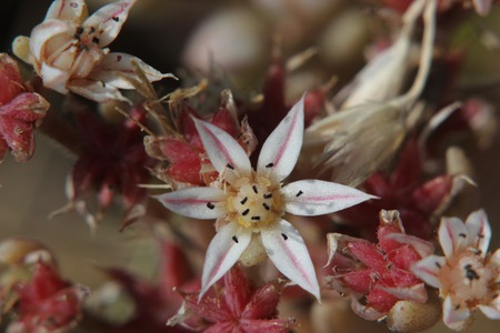   Super close up of a stonecrop  Sedum  flower の写真素材