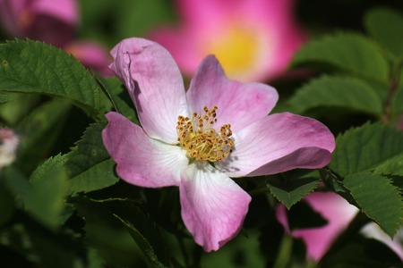   Blossom of a rose  Rosa  の写真素材