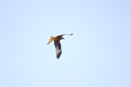   Red kite (Milvus milvus) foraging.
