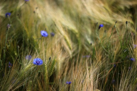   Blue cornflowers (Centaurea cyanus) in a barley field.の写真素材