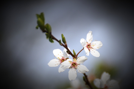   Close-up of an apple blossom in spring. Vignetting was applied.の写真素材