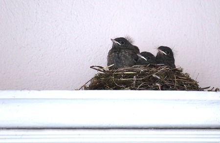   Black redstart  Phoenicurus ochruros  nest on a dooframe wall in a city の写真素材
