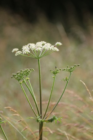   Chervil on grass field.