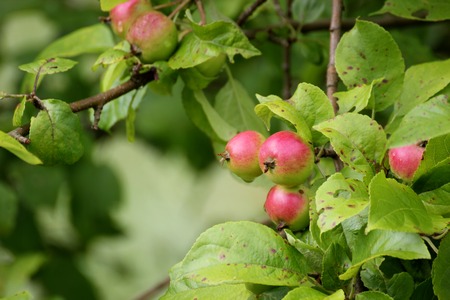   Young and still unripe apples on a tree.の写真素材