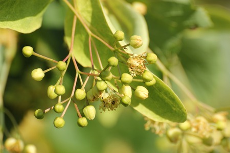   Fruits hanging at a basswood (Tilia) tree.の写真素材