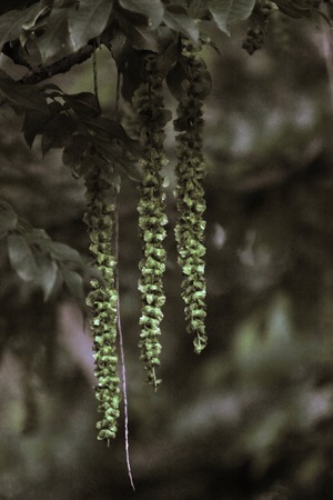   Hanging fruits of the caucasian wingnut (Pterocarya fraxinifolia) with a sepia effect applied.の写真素材