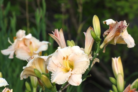   Yellow and beige blossoms of daylilies (Hemerocallis).の写真素材