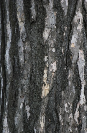   Bark from pine white black and white.の写真素材